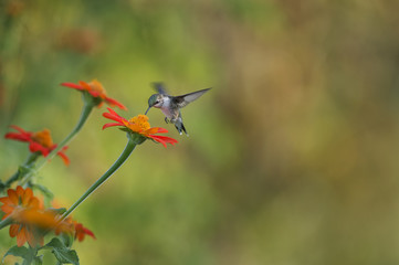 A Ruby-throated Hummingbird feeds on a bright orange flower in the soft morning light.