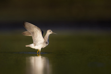 Obraz premium This Lesser Yellowlegs flaps out its wings after a short preening session in the shallow water as the early morning sun shines on the bird.
