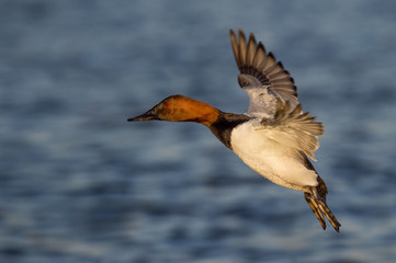 A male Canvasback duck holds its wings out and glides in to land with its feet hanging low.