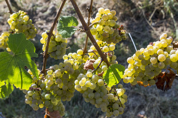 bunch of green grapes on grapevine right before harvest