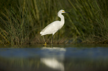 A Snowy Egret searches for food in the shallow salt marsh on a very bright sunny day.