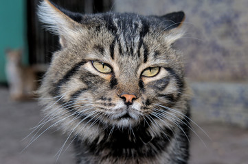 Portrait of a gray striped cat