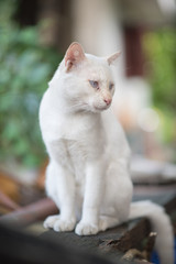 CAT White