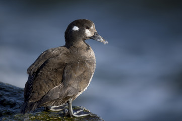 A female Harlequin Duck stands on a slick jetty rock on a sunny morning with a small feather stuck on her beak.