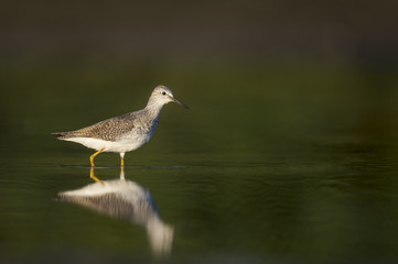 A Lesser Yellowlegs wades in the shallow water as the early sun lights up the day.  There is also a nice reflection of the bird.