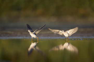 A pair of Lesser Yellowlegs chase each other across the shallow water with reflections as the early morning sun shines on them.