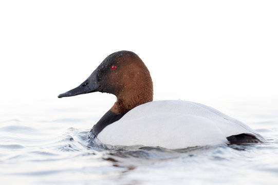 A male Canvasback swimming on the surface of the water on an overcast day with a white background.