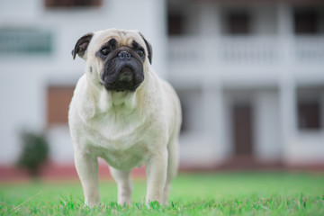 Obraz premium Pug Dog