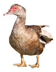 Muscovy Duck Cairina moschata isolated on white background with clipping path