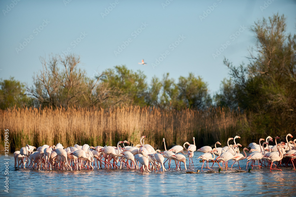 Sticker Flock of flamingos