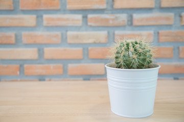 Cactus in a pots on wood floor.