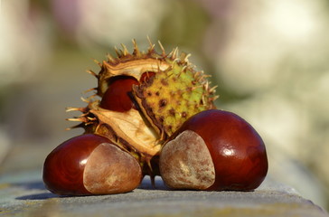 chestnuts in the park