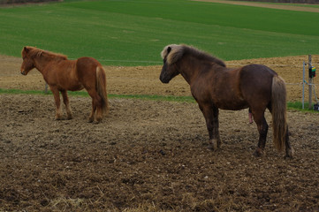 Two brown iceland horses with winter coat on the pasture.