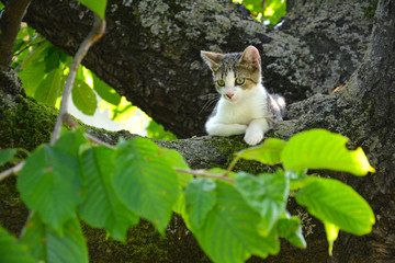 Cat on the Tree 1