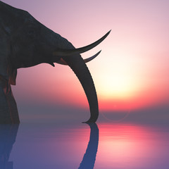 elephant and sunset
