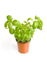 Basil in pot