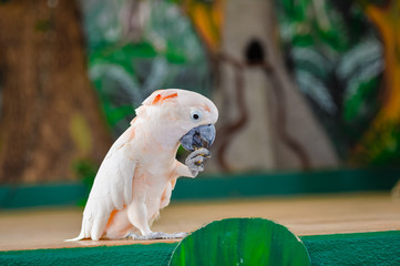Close-up view of beautiful cockatoo parrot