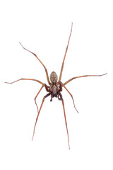 Brown spider on a white background