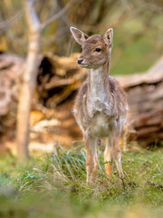 Fallow deer calf