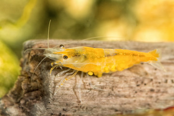Freshwater shrimp closeup shot in aquarium (genus Neocaridina) - 121760067
