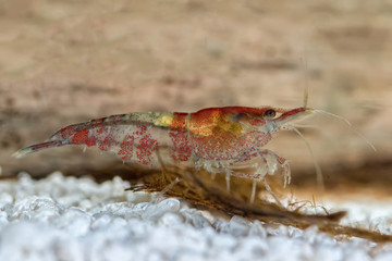 Freshwater shrimp closeup shot in aquarium (genus Neocaridina)