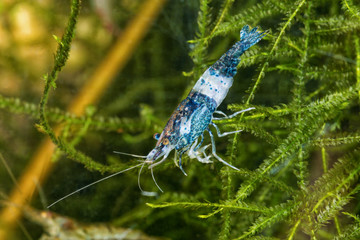 Freshwater shrimp closeup shot in aquarium (genus Neocaridina)