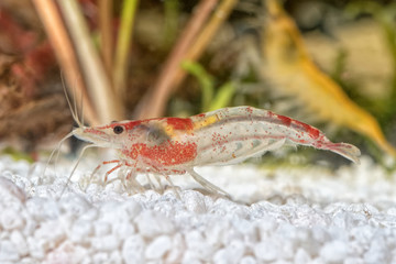 Freshwater shrimp closeup shot in aquarium (genus Neocaridina)