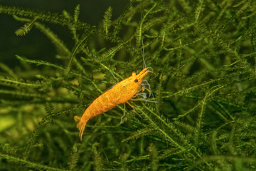 Freshwater shrimp closeup shot in aquarium (genus Neocaridina) - 121760077
