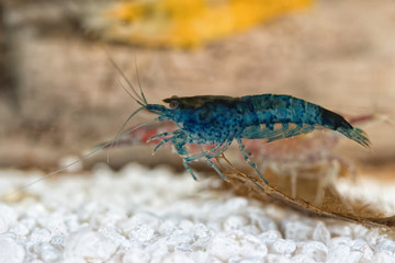 Freshwater shrimp closeup shot in aquarium (genus Neocaridina) - 121760097