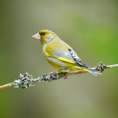 Beautiful male Greenfinch