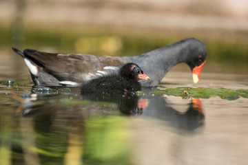Common Moorhen, Moorhen, Gallinula chloropus