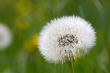 Obraz premium Nahaufnahme einer Pusteblume