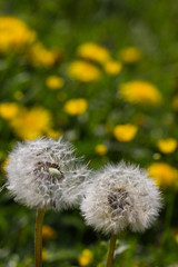 Zwei Pusteblumen vor einer Wiese mit Butterblumen