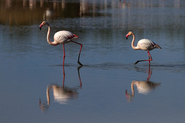 flamants roses en camargue - france