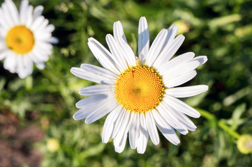Fototapeta premium Blossom of garden chamomile plant. Top view. Sunny day