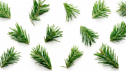 Christmas background. Green fir sprig branches on white background. Pattern for design - obrazy, fototapety, plakaty