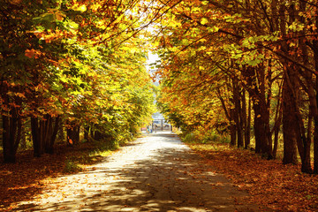 Bright image of autumn sunny park with yellow leafs