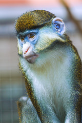 monkey portrait, Cercopithecus