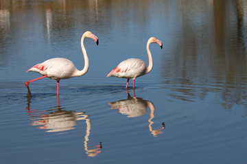 flamants roses en camargue - france
