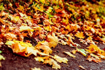 Closeup image of autumn bright maple leafs at outdoors forest
