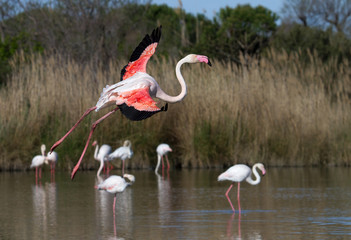 flamants roses en camargue - france © panosud360