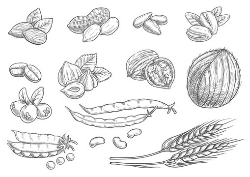 Nuts, grain pencil sketch icons on blackboard