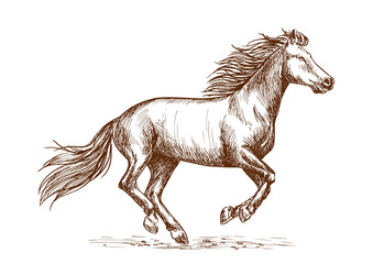 Obraz na płótnie Canvas White horse running gallop sketch portrait