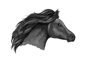 Black graceful horse portrait