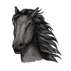 Black proud running horse portrait