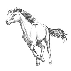 Obraz na płótnie Canvas White horse freely running sketch portrait