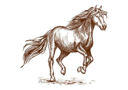 Fototapeta Running and prancing horse sketch portrait