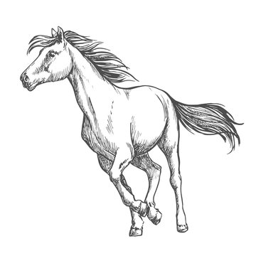 White horse freely running sketch portrait