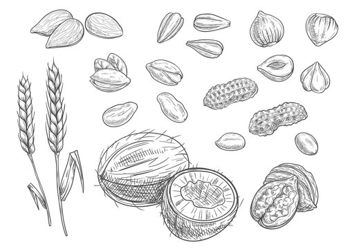 Nuts, grain pencil sketch icons