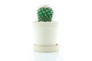 Cactus White background